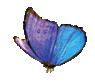Butterfly Dancer
